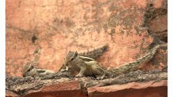 Téměř všudypřítomné veverky