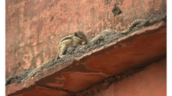 Téměř všudypřítomné veverky