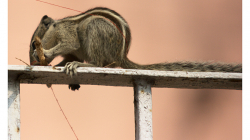 Téměř všudypřítomné veverky