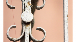 Téměř všudypřítomné veverky