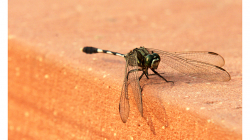 Vážka u Baha\'i Lotus Temple