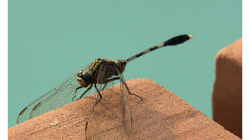 Vážka u Baha\'i Lotus Temple