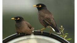 Majna obecná u Baha\'i Lotus Temple
