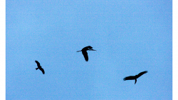 Možná to tak nevypadá, ale draví ptáci toho čápa nelovili