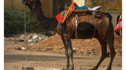 První velbloud, kterého jsme viděli