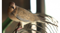 Hrdlička na větráku