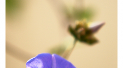 Indie je země květů