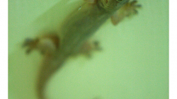 Agra - Hotel (G)Host - sympatický Gekon na pokoji