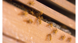 Agra - Hotel (G)Host - nesympatické vosy nad dveřmi