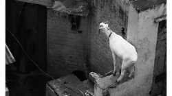 Agra - střecha je po ulici nejdůležitějším místem