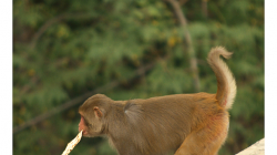 Naše první opice v Indii, myšleno makak :)