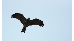 Dravců je občas plná obloha