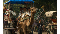 Velbloudí povoz - moc jsem si ho chtěl zkusit, ale nepovedlo se