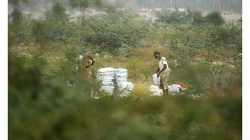 Agra - prohrabovali se kdesi mezi rostlinami v asi prostěradlech