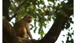 Agra - procházka okolo rušné silnice k nádraží Agra Fort