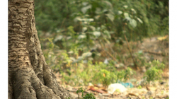 Agra - procházka okolo rušné silnice k nádraží Agra Fort