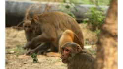 Agra - procházka okolo rušné silnice k nádraží Agra Fort