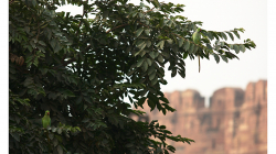 Papouchové ve větvích