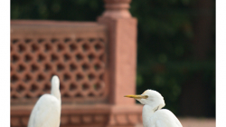 Volavky v zahradě Taj Mahalu
