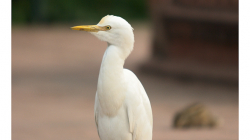 Volavky v zahradě Taj Mahalu