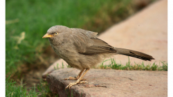 Timálie pralesní v zahradě Taj Mahalu