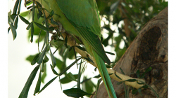 Alexandr malý v zahradě Taj Mahalu