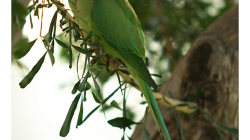Alexandr malý v zahradě Taj Mahalu