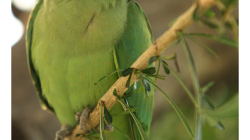 Alexandr malý v zahradě Taj Mahalu