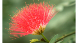 Indie je země květů