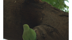 Alexandr malý v zahradě Taj Mahalu