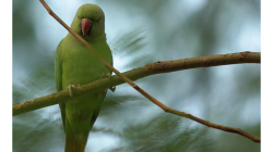 Alexandr malý v zahradě Taj Mahalu