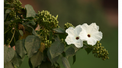 Indie je země květů