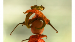 Chilli a česnek - tohle taky visí skoro všude