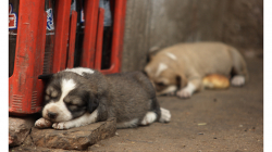 Krásná štěnata s pravděpodobně neveselým osudem