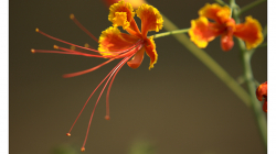 Indie je země květů