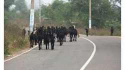 Cestou necestou do Orchhi