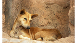 Jeden z mnoha zbídačených psů