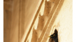 Orchha - pevnost, Majna čučí ze zdi