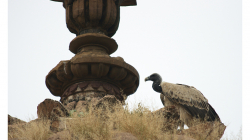 Orchha - pevnost - sup těsně po sexu