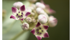 Indie je země květů