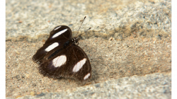 Motýl, jeden z těch méně barevných