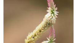 Indie je země květů