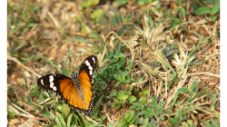 Motýli v Indii jsou kapitola sama o sobě
