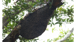 Opět ten hmyzí hrozen...