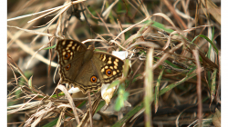Motýli v Indii jsou kapitola sama o sobě