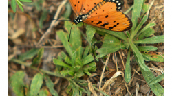 Motýli v Indii jsou kapitola sama o sobě