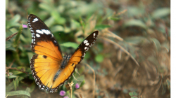 Motýli v Indii jsou kapitola sama o sobě