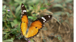 Motýli v Indii jsou kapitola sama o sobě