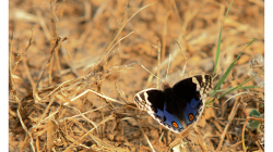 Motýli v Indii jsou kapitola sama o sobě