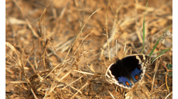 Motýli v Indii jsou kapitola sama o sobě